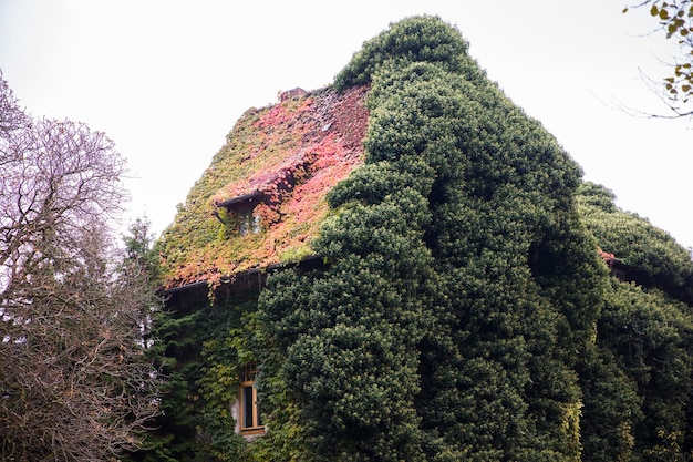 Feuilles de lierre vert