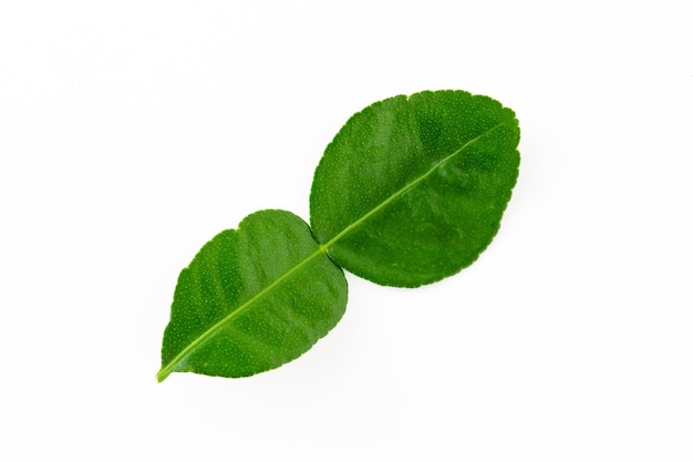 Feuilles de lime kaffir bergamote ingrédient frais herbe isolé sur fond blanc ingrédient citron vert thaï agrumes pour la cuisson