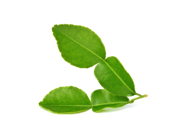 Feuilles de lime kaffir ou feuille de bergamote sur blanc