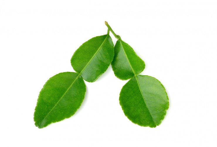 Feuilles de lime kaffir isolés sur blanc