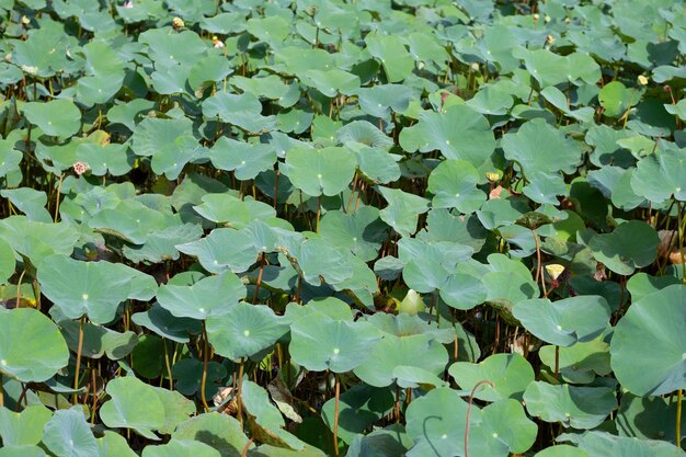 Photo des feuilles de lotus dans l'étang