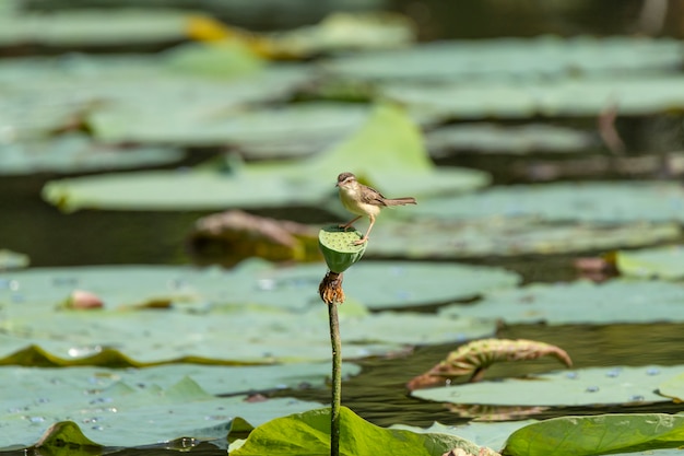 Feuilles de lotus dans l'étang