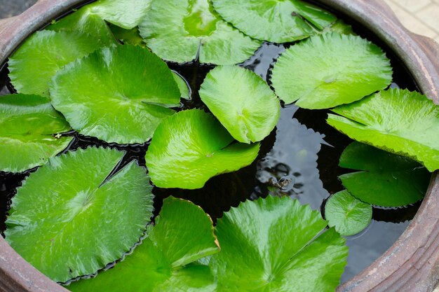 Feuilles de lotus Nénuphar