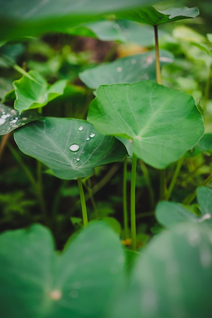 Feuilles de lotus avec quelques gouttes d'eau de rosée du matin dessus