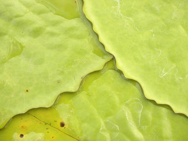 Photo feuilles de lotus