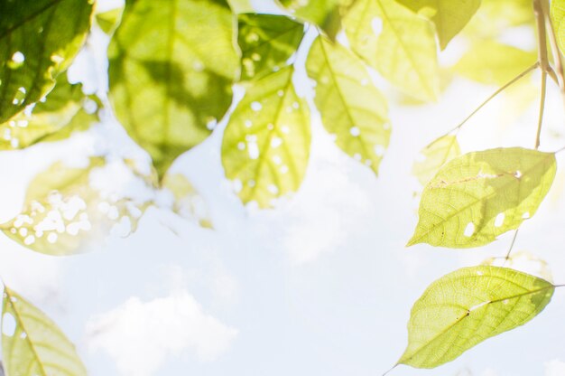 Photo feuilles et lumière