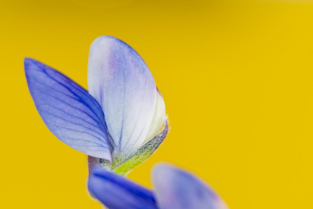 Feuilles de lupin sauvage annuel bleu lupinus angustifolius sur fond jaune uniforme qui met en valeur ses belles feuilles bleues