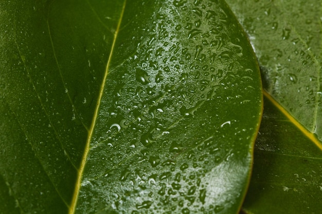 Feuilles de magnolia vertes humides dans une vue rapprochée