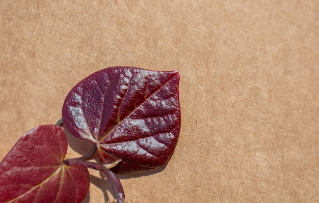 Feuilles à la main sur une page de cahier