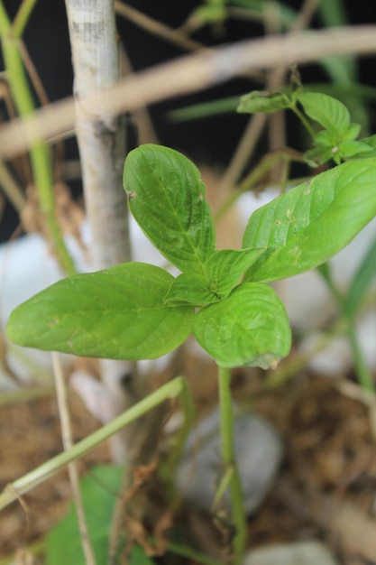 Les feuilles de Maman Lanang sont vertes et très fraîches