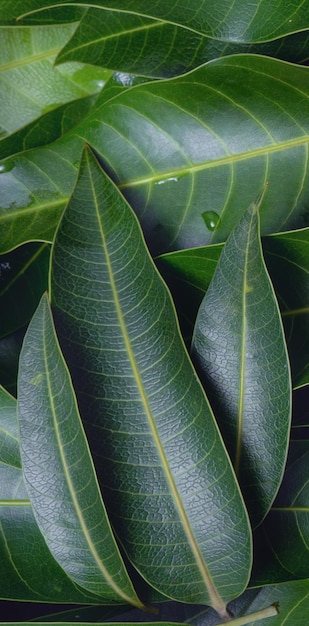 Feuilles de mangue arrière-plan beau groupe vert frais avec une texture de veine de feuille claire détail copie espace vue de dessus gros plan macro concept tropical