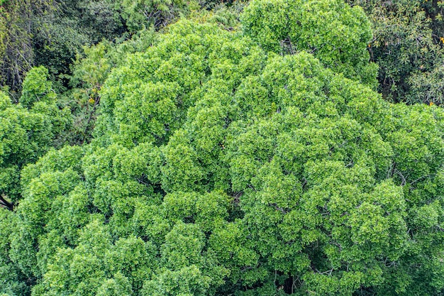 Feuilles de mangue à l'extérieur à Rio de Janeiro