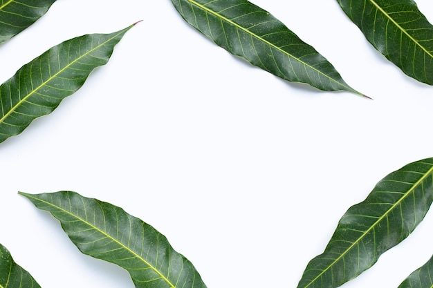 Feuilles de mangue sur fond blanc Vue de dessus