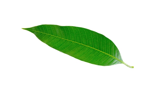 Feuilles de mangue sur fond blanc