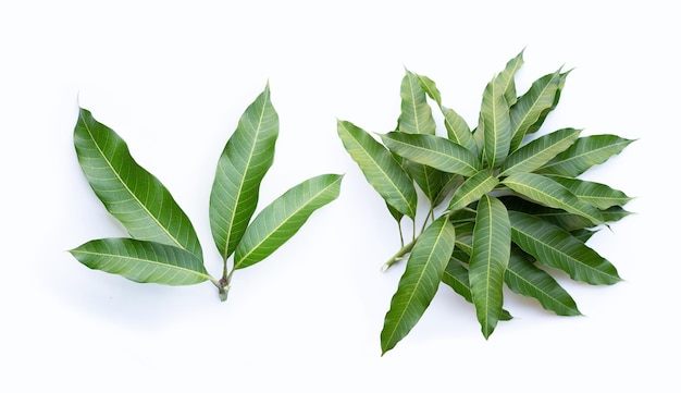 Feuilles de mangue sur fond blanc