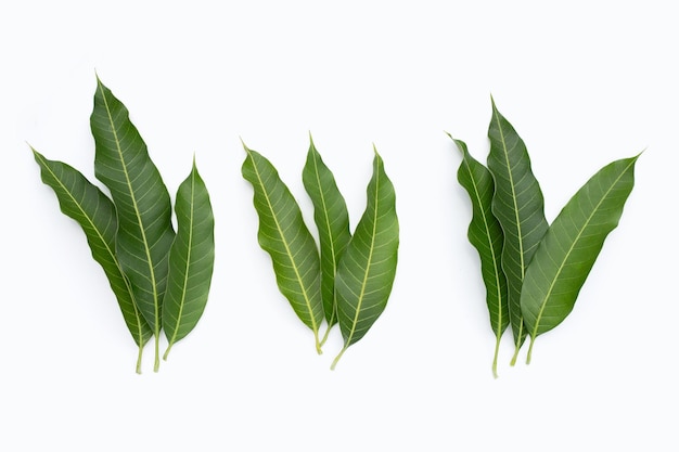 Feuilles de mangue sur fond blanc