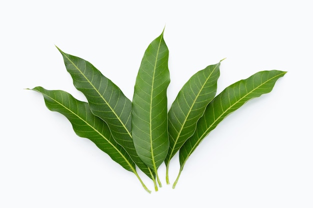 Feuilles de mangue sur fond blanc