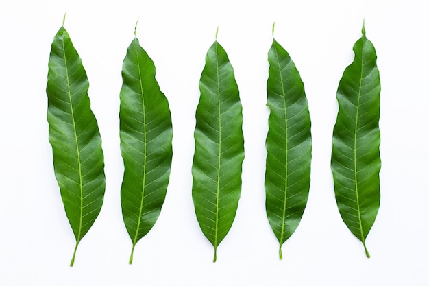 Feuilles de mangue sur fond blanc.