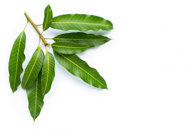 Feuilles de mangue sur fond blanc.