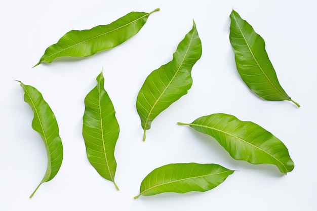 Feuilles de mangue sur fond blanc.