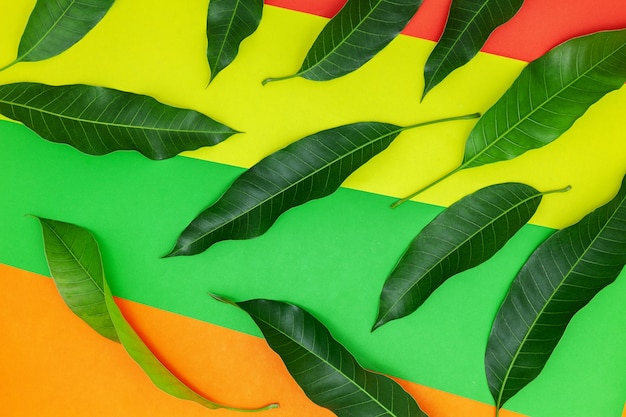 Feuilles de mangue sur fond de papier coloré