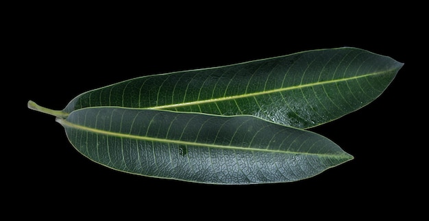 Feuilles de mangue fraîche verte isolées sur fond noir belle texture veineuse en détail Chemin de détourage découpé en gros plan concept tropical macro