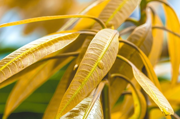 Feuilles De Manguier En Macrophotographie