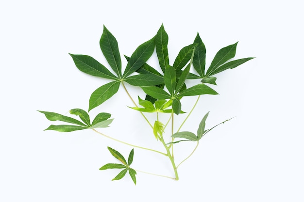 Feuilles de manioc sur fond blanc