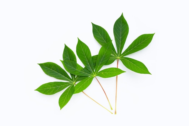 Feuilles de manioc sur fond blanc