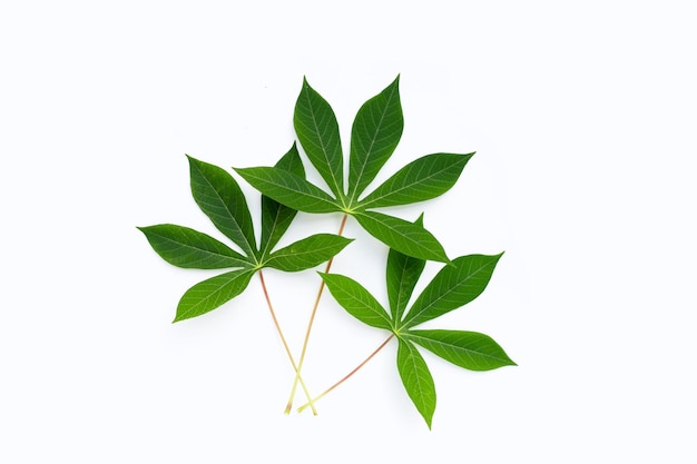 Feuilles de manioc sur fond blanc