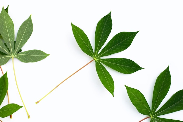 Feuilles de manioc sur fond blanc