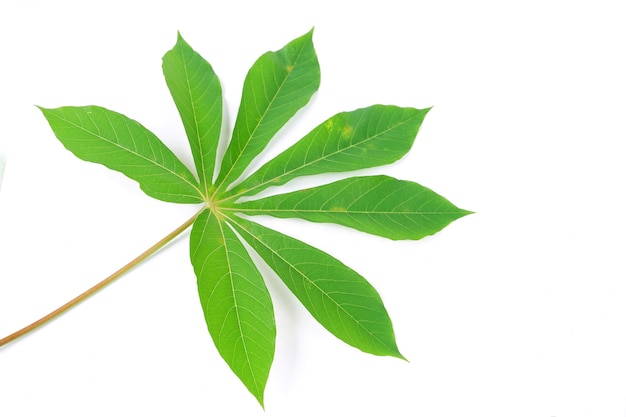 Feuilles de manioc isolés sur fond blanc