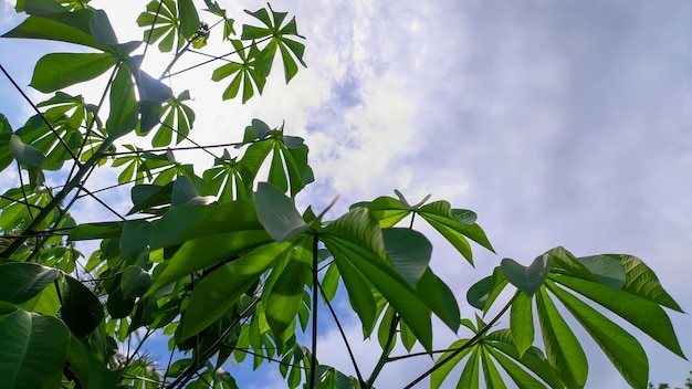 Des feuilles de manioc vertes sur fond de ciel bleu en Indonésie