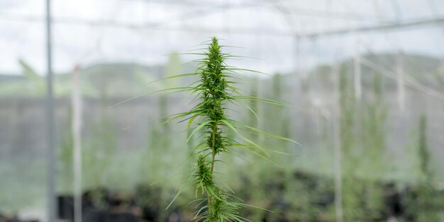 Feuilles de marijuana ou de cannabis de chanvre vert dans la ferme de jardin hydroponique du système de gouttes d'eau Herbes pour un traitement alternatif