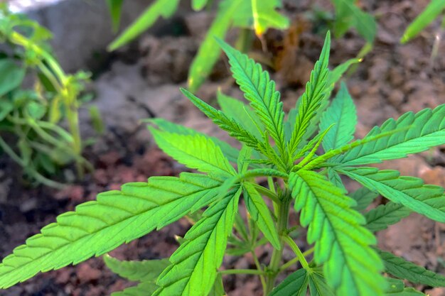 Les feuilles de marijuana pour la production médicale La médecine moderne