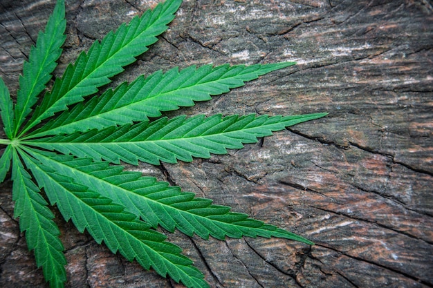 Feuilles de marijuana sur une table en bois. Chanvre. Cannabis. Marihuana