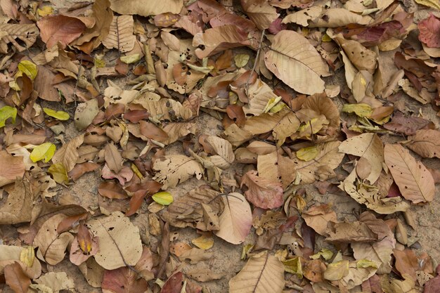 Feuilles marron tombent sur le sol, fond