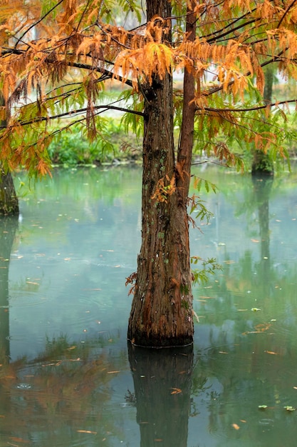 Feuilles de mélèze de lac d'automne virant au rouge