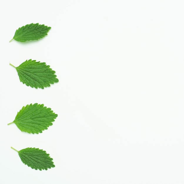 Photo feuilles de mélisse verte disposées dans une rangée sur fond blanc