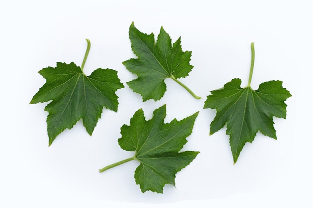 Feuilles De Melon D'hiver Sur Une Surface Blanche