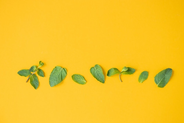 Feuilles de menthe crue fraîche isolées sur fond jaune