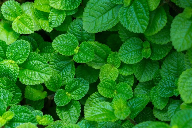 Feuilles de menthe crues fraîches