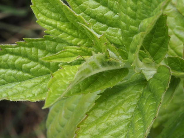 des feuilles de menthe dans le jardin d'automne