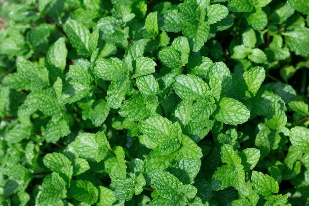 Feuilles de menthe dans le jardin