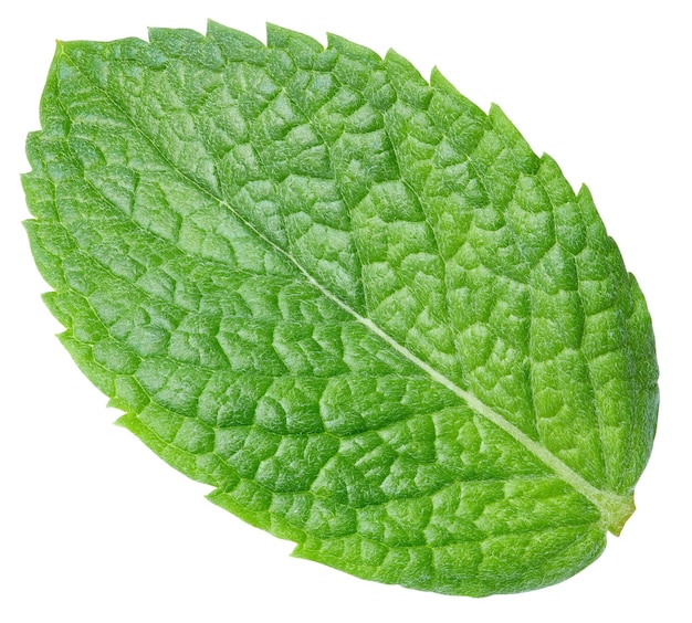 Feuilles de menthe fraîche bio isolées