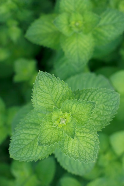 Feuilles de menthe fraîche dans les frais généraux du jardin Gros plan avec des herbes Texture de menthe poivrée avec vue de dessus