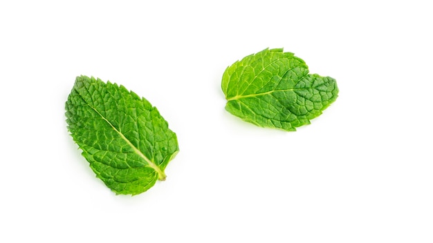 Feuilles de menthe fraîche sur fond blanc