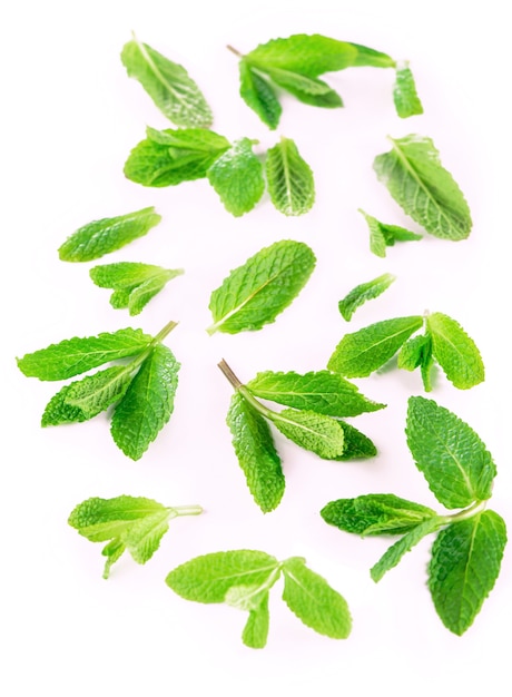 Feuilles de menthe fraîche sur fond blanc.