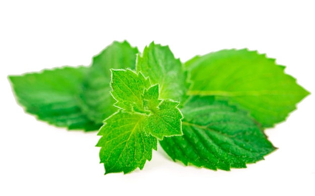 Feuilles de menthe fraîche sur fond blanc