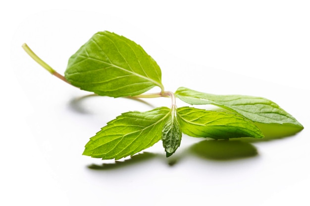 Feuilles de menthe fraîche sur fond blanc